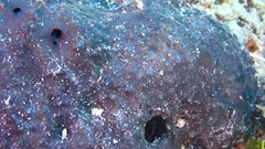 Asteropus niger