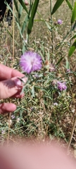 Centaurea iberica