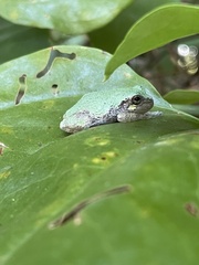 Hyla chrysoscelis