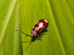 Omophoita