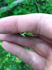Carex lacustris