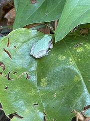 Hyla chrysoscelis