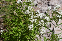 Stevia serrata
