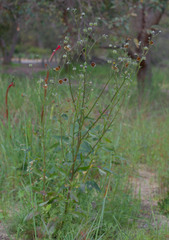 Osteospermum monstrosum