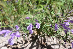 Hedeoma hyssopifolia