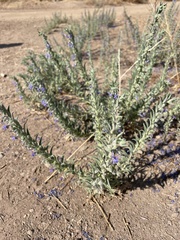 Trichostema lanceolatum