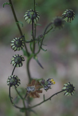 Osteospermum monstrosum
