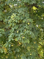 Aesculus hippocastanum