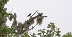 Corvus