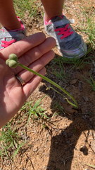 Zephyranthes chlorosolen
