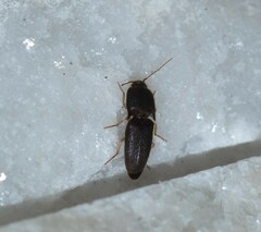 Heteroderes amplicollis