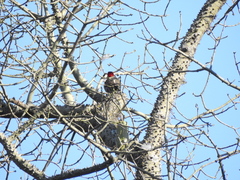 Colaptes melanochloros