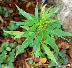 Cannabis sativa