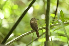 Malacoptila panamensis