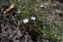 Arenaria lanuginosa