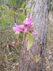 Melastomeae