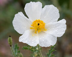 Argemone pleiacantha