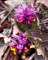 Curcuma aromatica