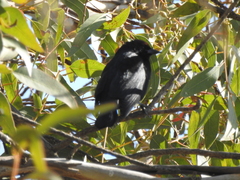 Chrysomus ruficapillus