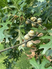 Quercus buckleyi