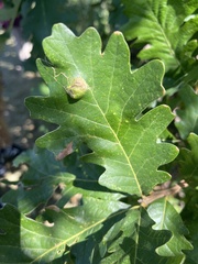 Aceria querci