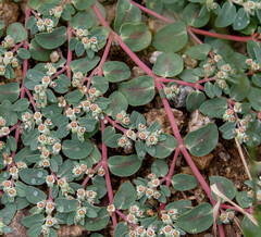 Euphorbia pediculifera
