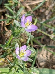 Spergularia rubra