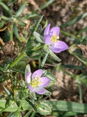 Spergularia rubra