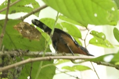 Microrhopias quixensis