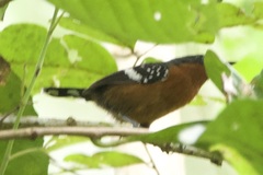 Microrhopias quixensis