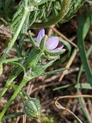 Spergularia rubra
