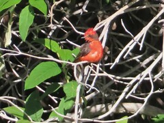 Pyrocephalus rubinus