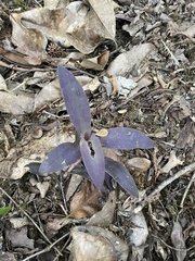 Tradescantia pallida