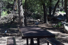 Aphelocoma wollweberi