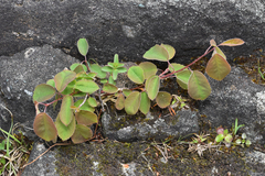 Amelanchier alnifolia