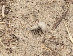 Dasymutilla sackenii