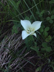 Calochortus apiculatus