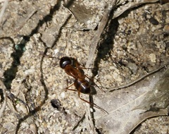 Camponotus americanus