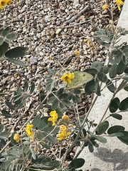 Senna covesii