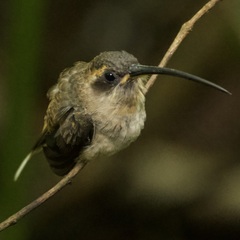 Phaethornis longirostris