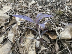 Tradescantia pallida