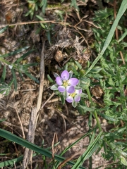 Spergularia rubra