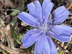 Halictidae