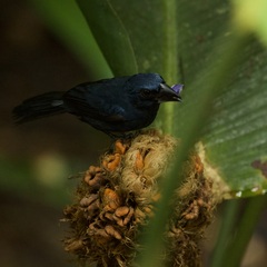 Cyanoloxia cyanoides