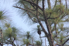 Vireo flavifrons image