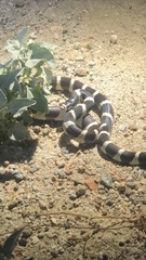 Lampropeltis californiae