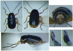 Cryptocephalus chrysopus