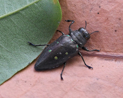 Actenodes bellulus