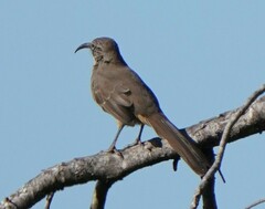 Toxostoma redivivum
