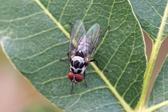 Anthomyia procellaris